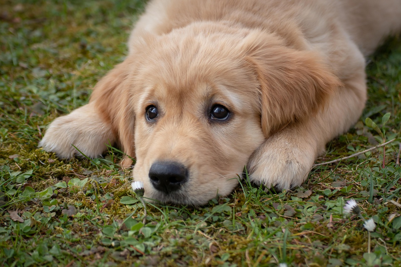 A Golden Retriever puppy lying on grass outdoors